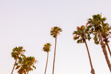 Los Angeles Palm Trees At Dusk