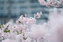 Cherry Blossoms With City Buildings In The Background