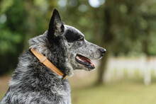 Portrait Of An Australian Shepherd Dog