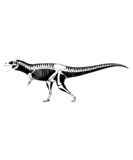 Fototapeta  - dinosaur svg bundle, dinosaur, t-rex svg, dinosaur png, trex svg, dinosaur shirt, Tyrannosaurus, Rex Dinosaur, Dinosaur Silhouette Svg png
