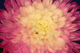 Fototapeta Tęcza - Pink and Yellow Chrysanthemum Flower Close up
