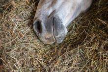 Mouth Of A Sleeping Horse 
