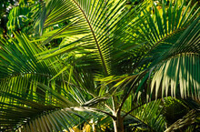 Lush Tropical Jungle Texture