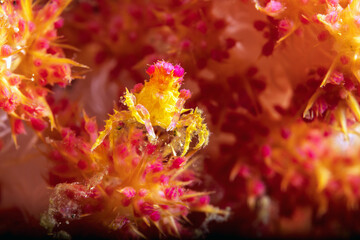 Hoplophrys oatesi is a very colourful candy crab that grows from 1.5 to 2 cm. It lives on various species of soft coral in the genus Dendronephthya. It camouflages itself by mimicking the colours