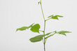 © Shikhar Bhattarai/Stocksy - Close up of a bean sprout.