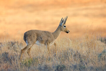 a grey rhebuck (pelea capreolus) in natural habitat, mountain zebra national park, south africa.