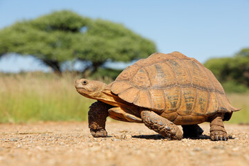 Wall Mural - Leopard tortoise (Stigmochelys pardalis) walking in natural habitat, South Africa.