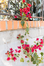 Bougainvillea Growing Against A Cement Wall