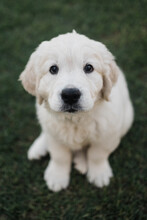 English Cream Golden Retriever Puppy Portrait
