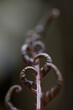 © Marcel/Stocksy - Elegant unfolding fern leaf