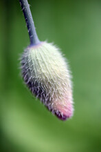 Welsh Poppy Flower Bud