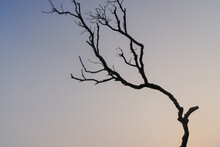 A Close-up Of Leafless Branches.