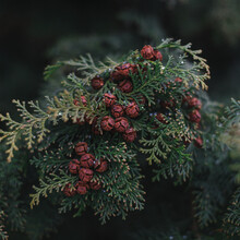 Close-up Of Cypress Fruits That Turned Red.