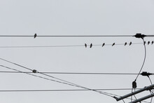 Birds Sitting On The Wire.