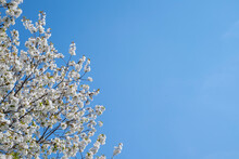 Tree Flower Blossom And Blue Sky