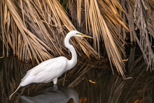 Great Egret (Ardea Alba) Stands In Shallow Water Waiting For A Prey. 