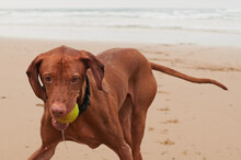 Dog Retrieving Ball From The Ocean
