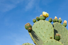 Prickly Pear With White Flowers Next To A Clear Blue Sky Copy Space
