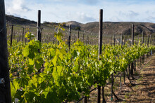 Vineyard With Green Plants In A Diagonal Perspective