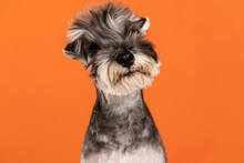Cute Schnauzer Dog Portrait