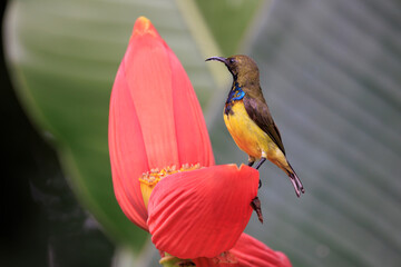 Wall Mural - Olive-backed sunbird on the red flower