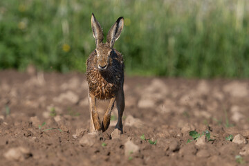 The European Hare (Lepus europaeus)