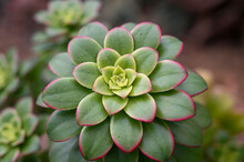 Echeveria Succulent Plant Flower, A Desert Plant Growing In Garden