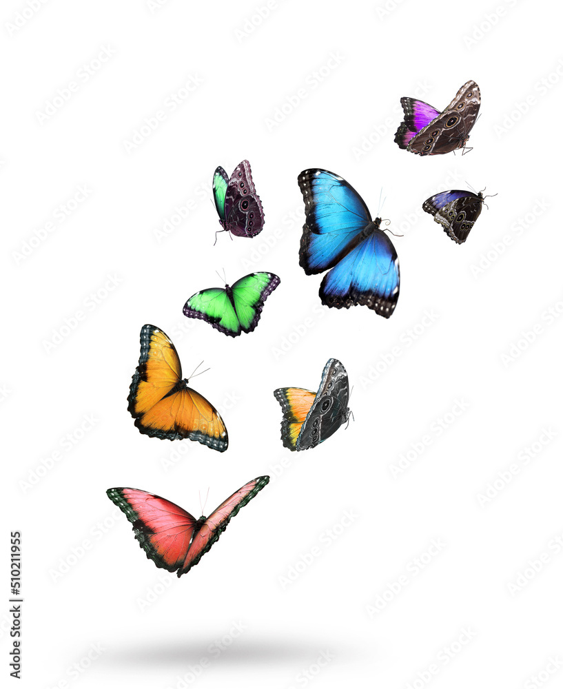 Many beautiful colorful butterflies flying on white background