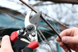 Gardener pruning grapevine with shears outdoors, closeup