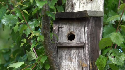 Wall Mural - Blue tit (Cyanistes caeruleus) entering and leaving a bird nest box which is a common small garden songbird found in the UK and Europe, stock video footage