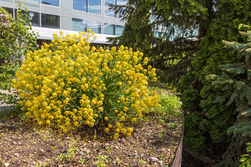 Wall Mural - Common colza in a bush in a botanical garden