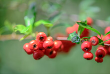 Red Berries Of Firethorn ( Pyracantha ) In Autumn.