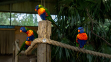 Parrot Rainbow Lorikeet On Branch