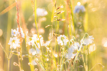 Beautiful Wildflowers With Dew Drops On A Summer Morning At Dawn In Blur Light Shallow Depth Of Field
