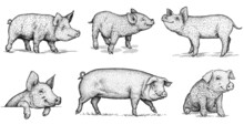 Black And White Engrave Isolated Pig Set Illustration