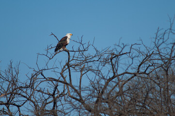 african fish eagle haliaeetus vocifer. oiseaux du djoudj national park. saint-louis. senegal.