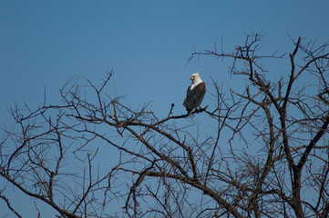 african fish eagle haliaeetus vocifer. oiseaux du djoudj national park. saint-louis. senegal.