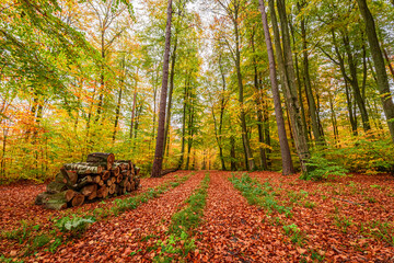 Wall Mural - Leafy path in autumn forest in Europe