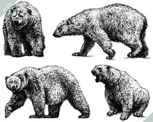 Black And White Engrave Isolated White Bear Set Vector Illustration