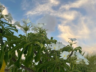 Wall Mural - White tropical flowers under blue sky with white clouds