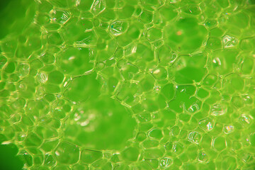 Wall Mural - abstract green macro background of a molecule