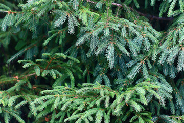 Wall Mural - green fresh fir branches seasonal background forest