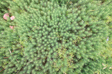 Wall Mural - texture moss top view macro