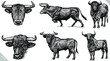 black and white engrave isolated bull set vector illustration