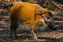 Red River Hog - Potamochoerus Porcus - Bush Pig 