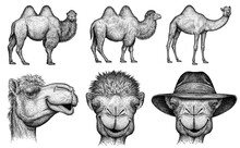 Black And White Engrave Isolated Camel Set Illustration