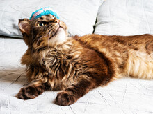 Adult Maine Coon Cat With A Blue Beret On His Head Lying On The Bed