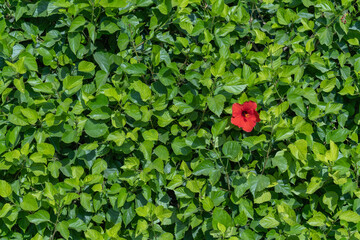 Wall Mural - A single hibiscus flower on a huge wall of green leaves