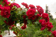 Red Climbing Rose Bush
