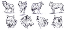 Black And White Set Engrave Ink Draw Isolated Wolf Set